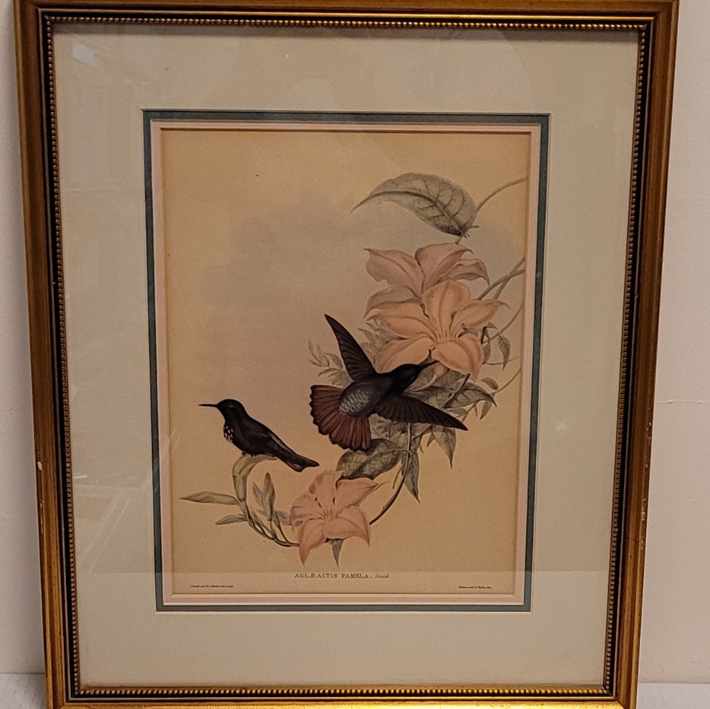 J. Gould and HC Richter  Hummingbirds Aglaeactics Pamela Litho